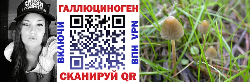 дарнет шоп  Новосиль  Галлюциногенные грибы Psilocybe 